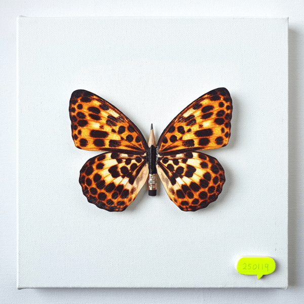 호진- 나비효과 24x24cm